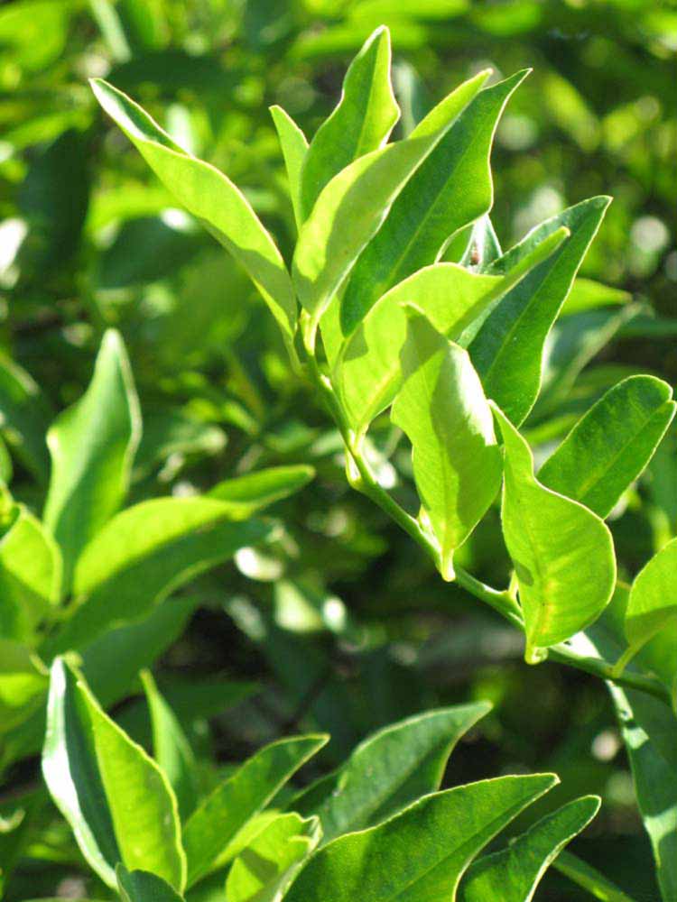              Sun leaves (Winter Haven, FL)       